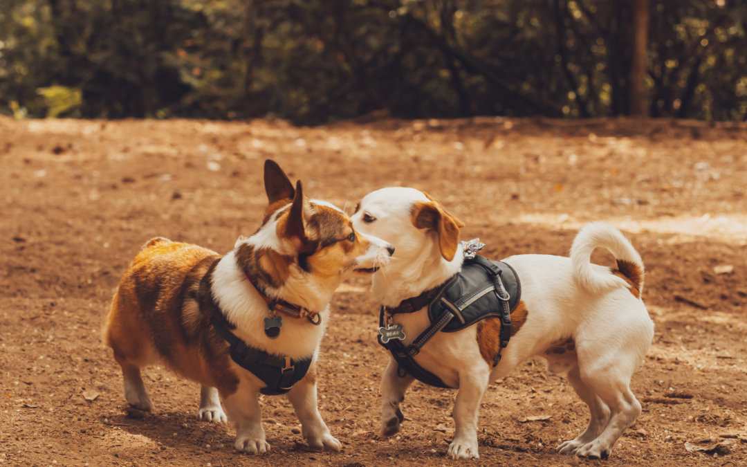 3 Reasons Why You Need to Socialize Your Pet