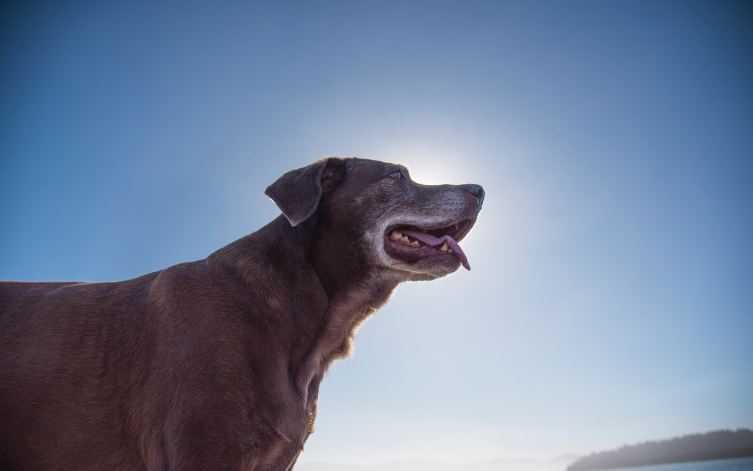 Tips to Help You Care for Your Senior Pet