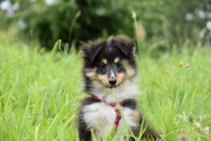 Shetland Sheepdog puppy sitting in a field of tall grass wearing a red harness