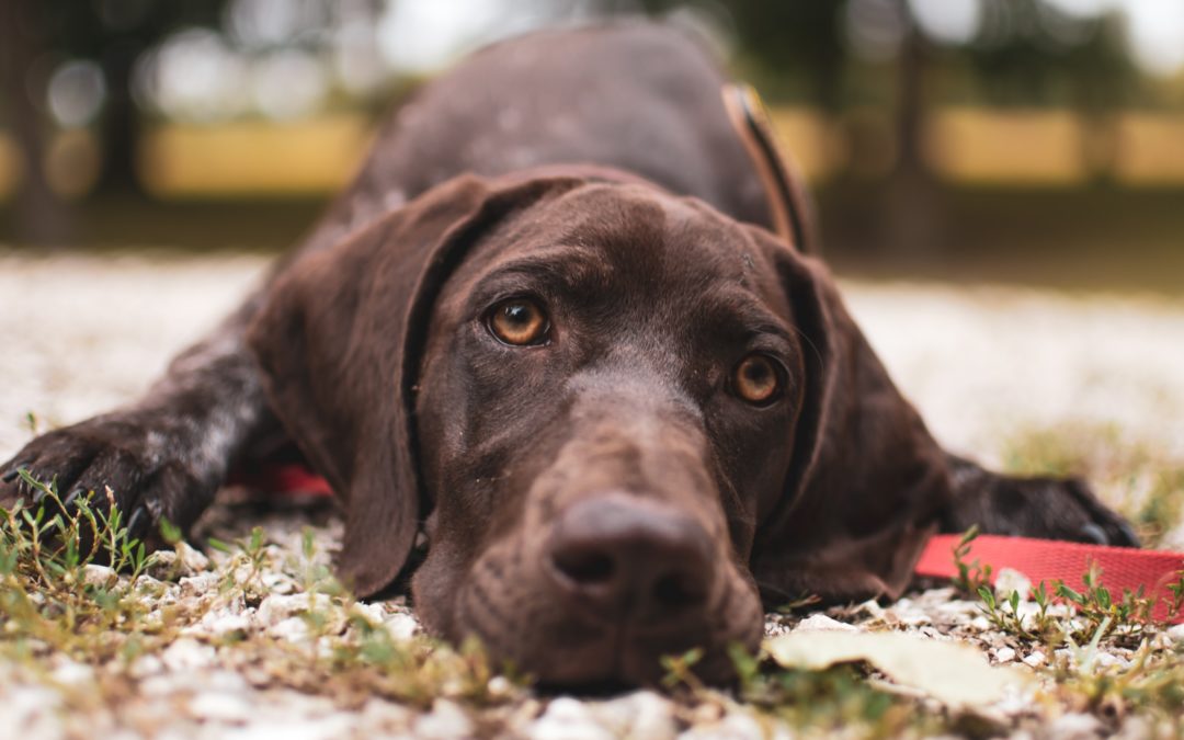 Chocolate lab laying down outside