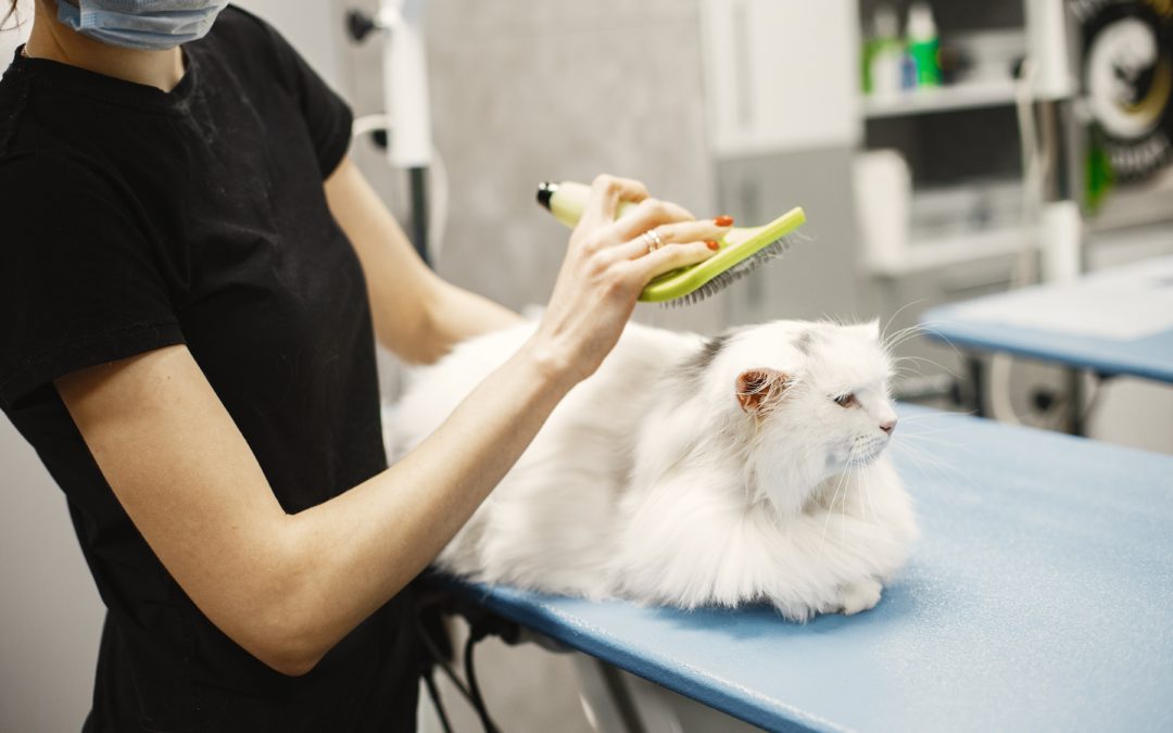 Why is Regular Pet Grooming Important?