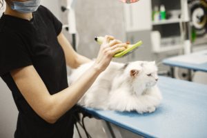 Woman brushing white cat