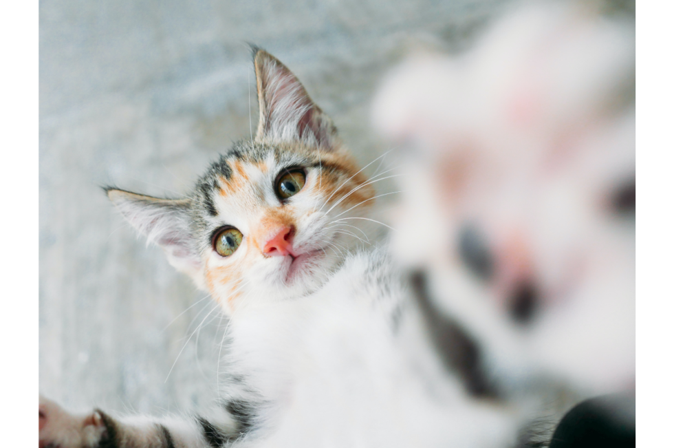 what-does-a-cat-need-to-be-healthy-tarzana-pet-clinic