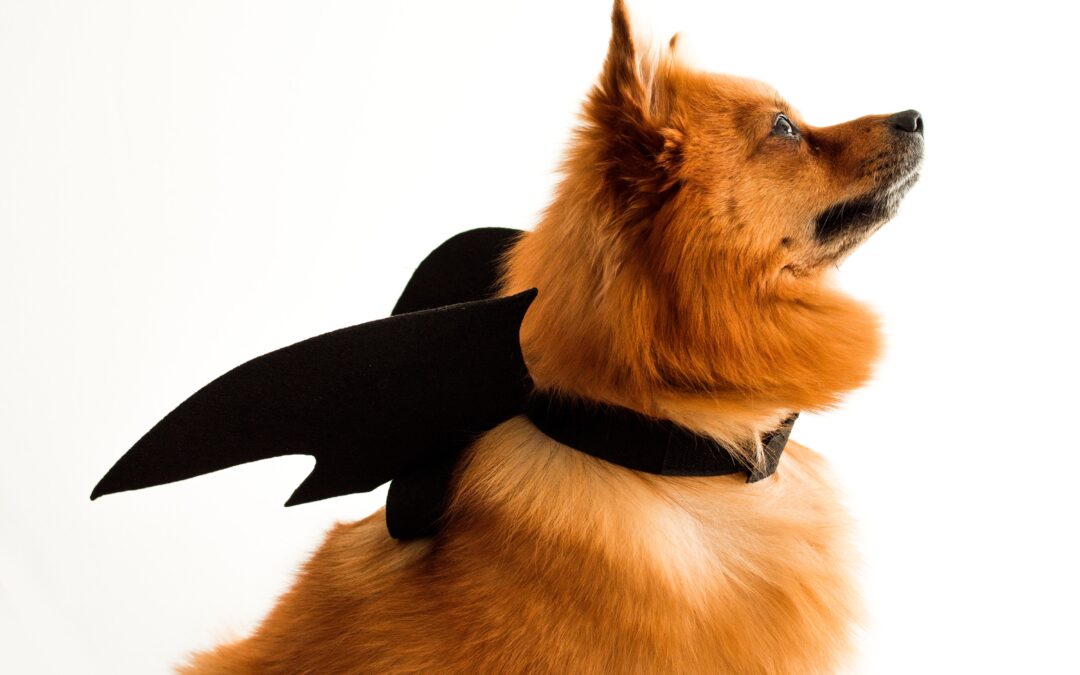 Essential Halloween Pet Safety Guidelines