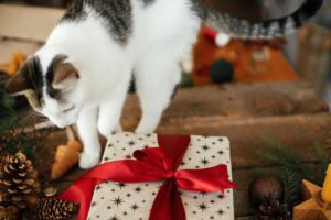 White cat checking out a Christmas gift