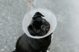 Black pug in a cone post-surgery