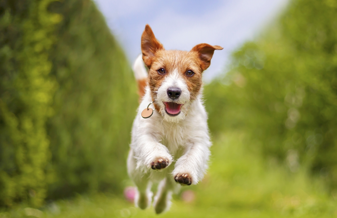 A joyful dog sprinting across a lush green field