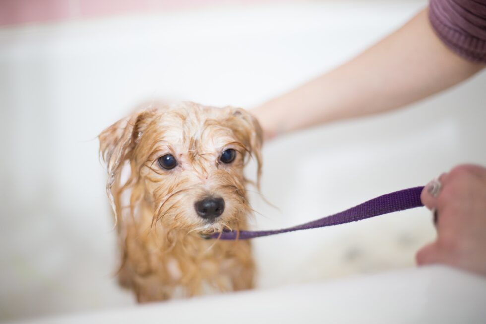 How to Choose the Perfect Shampoo for Your Dog’s Coat