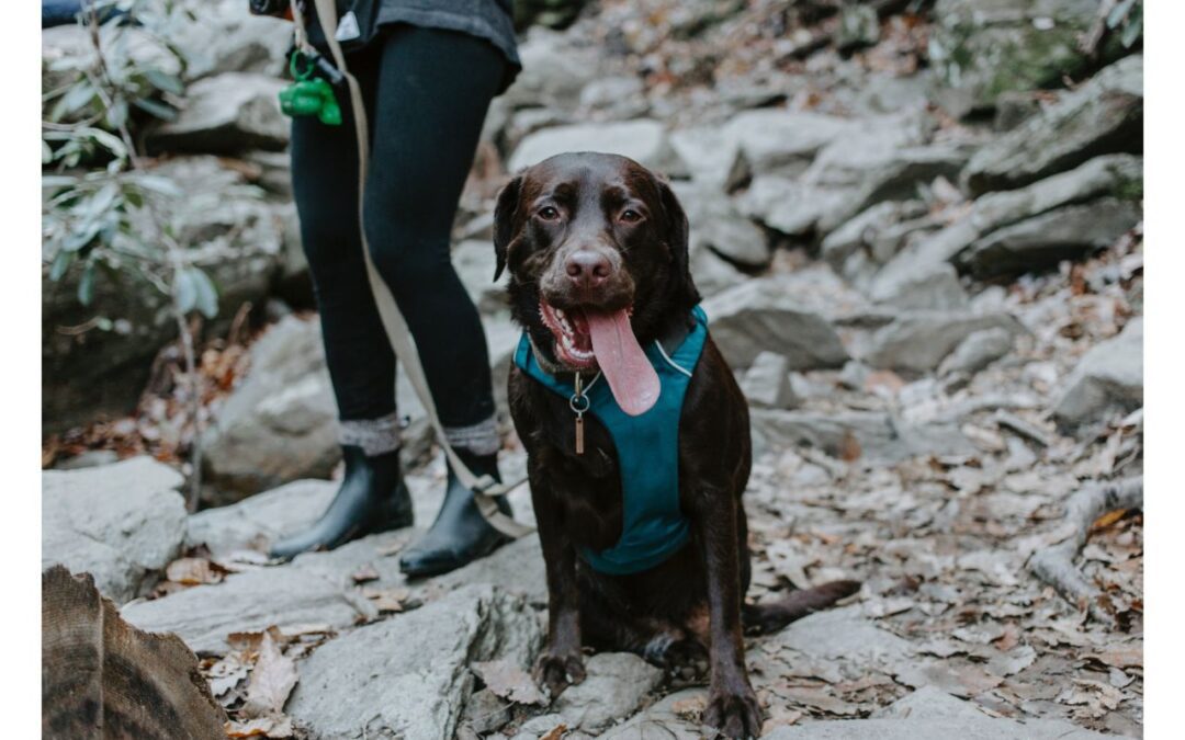 Learn about Outdoor Activities You Can Enjoy with Your Pet