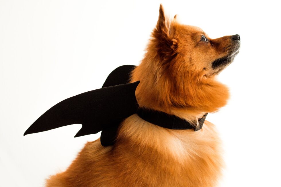 Essential Halloween Pet Safety Guidelines