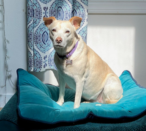 A Dog sits on the couch