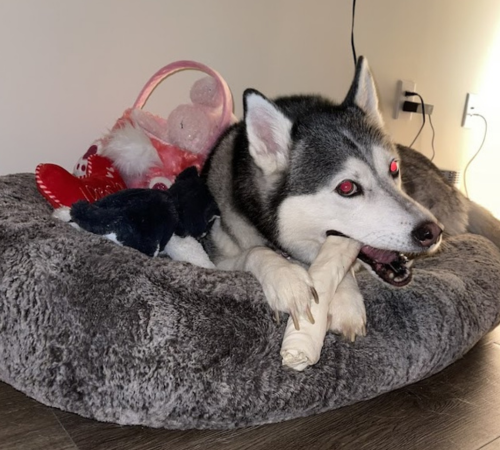 Dog lying on the couch