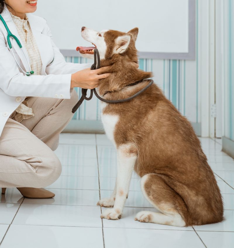 A vet in a white coat interacting with a cute dog