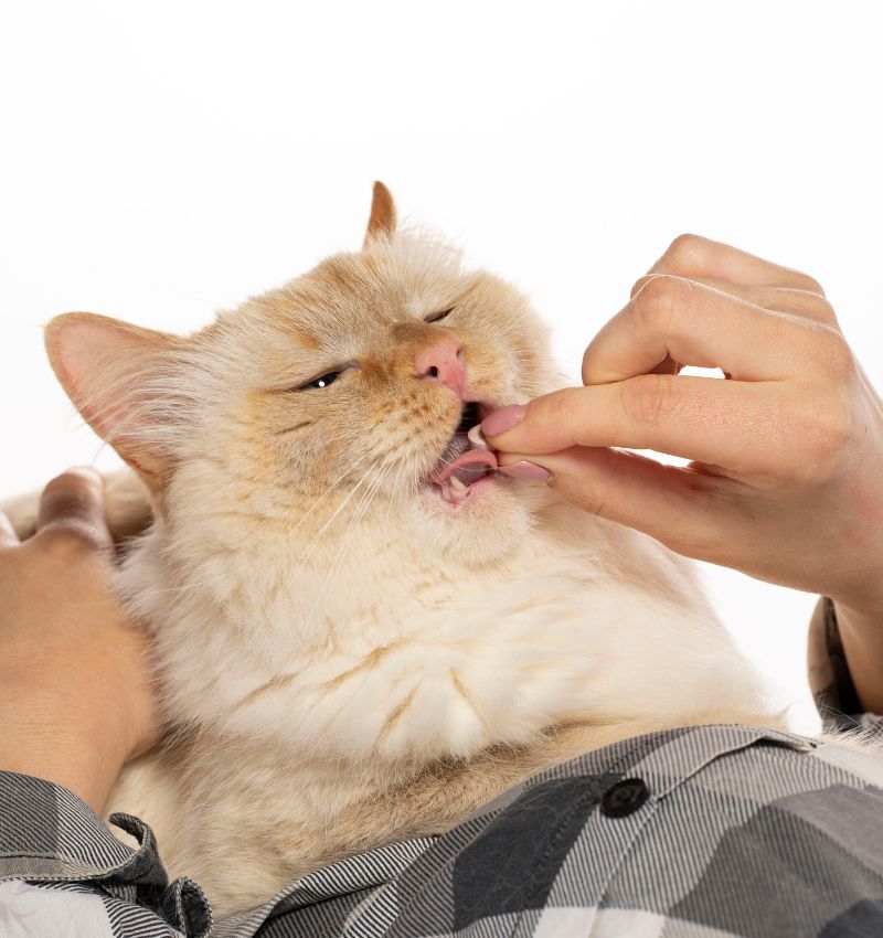 A person is giving medicine to a cat by hand