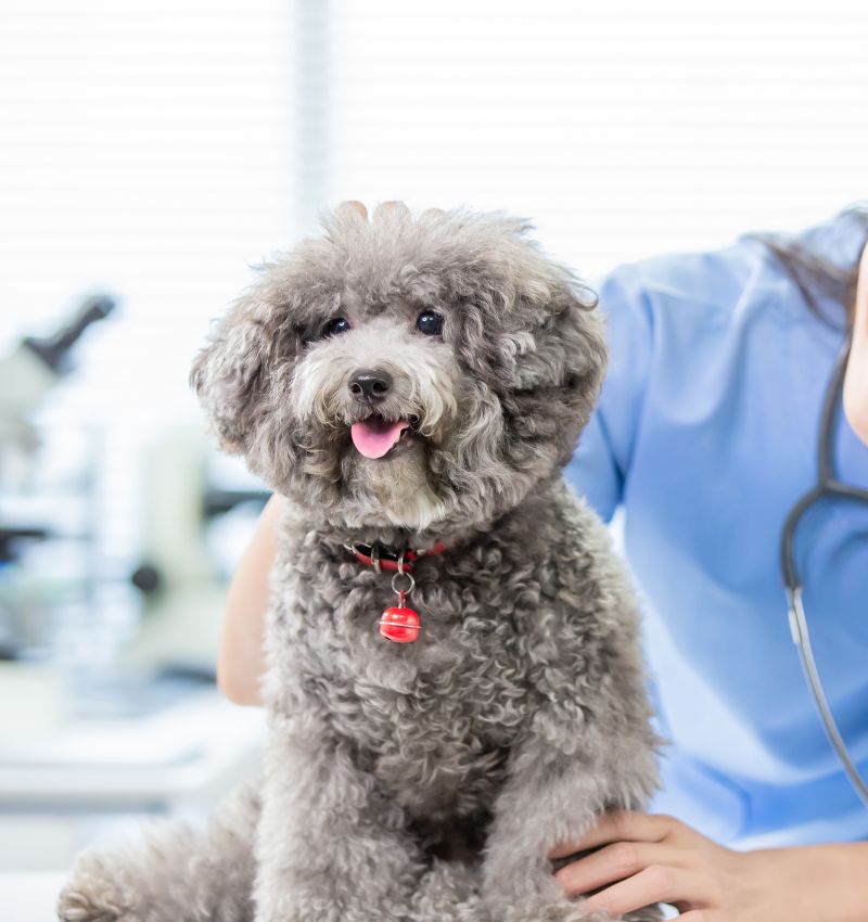 A vet is gently petting a dog