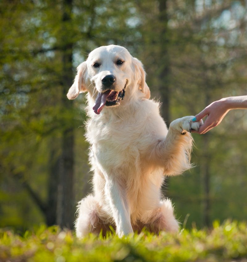 A person holding dog paw, as dog standing on hind legs.