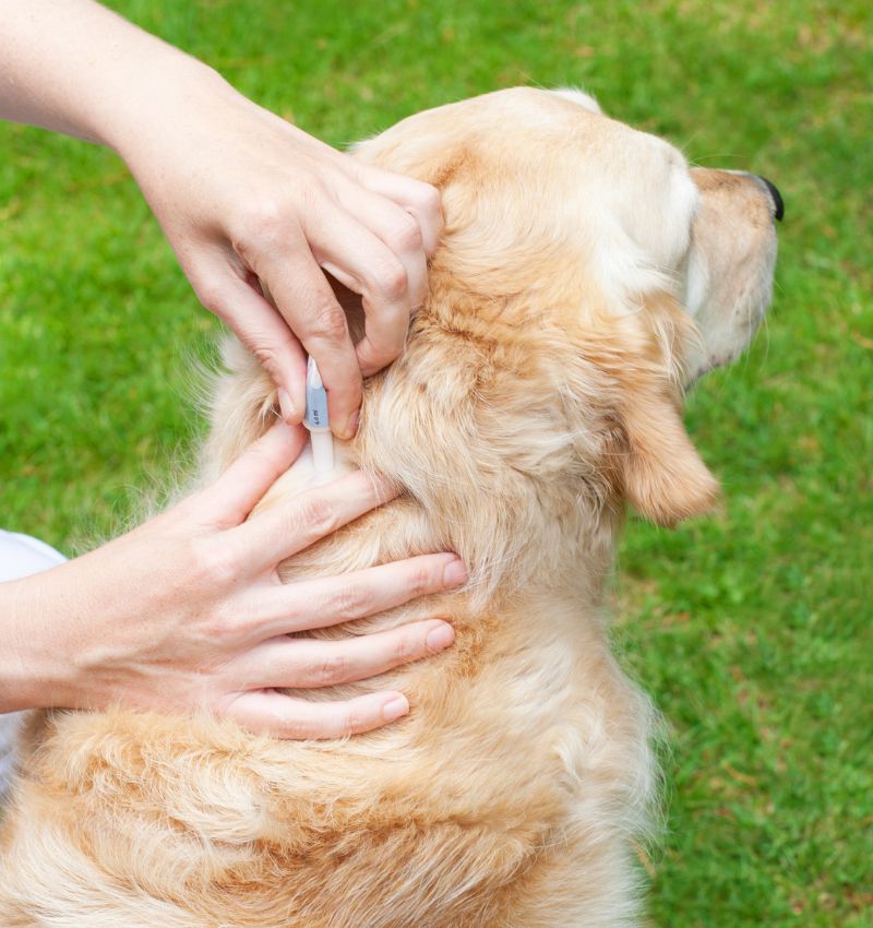 person giving dog prevention medication