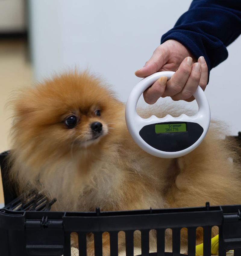 A vet scanning a dog for microchip