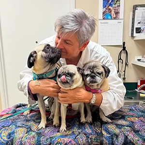 Dr. Grasmehr cuddling three pugs on a colorful blanket in an exam room, with one pug licking its lips and another looking toward the vet.